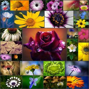 30-flower-macro-photography-collections